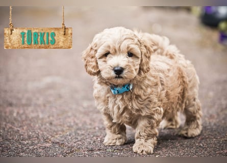 5 Wunderschöne Maltipoo-Welpen suchen ein neues, liebevolles Zuhause!