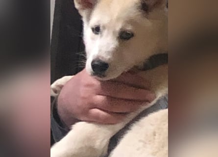 Akita/Sibirien Husky Welpen