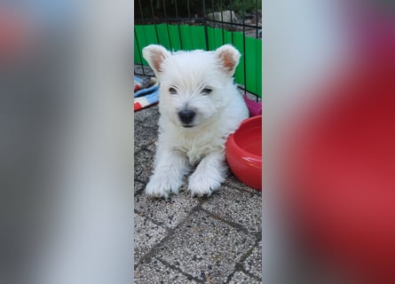 West Highland White Terrier FCI Junge Welpen