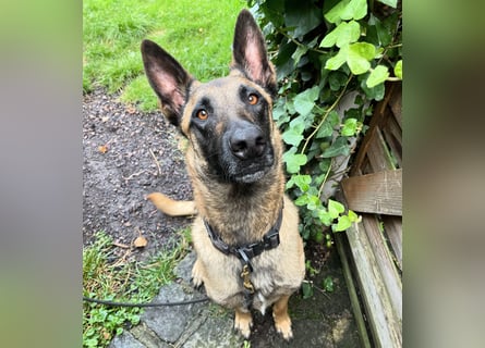 Malinois 