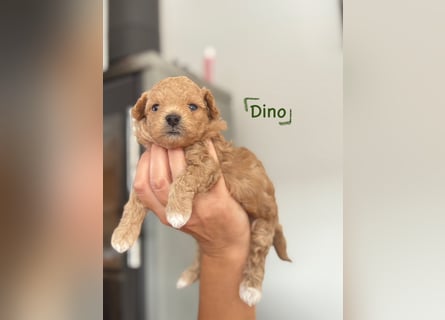 Maltipoo Welpen