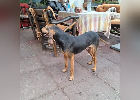 Rocco  - dringend - ein Überlebenskünstler sucht ein neues Zuhause