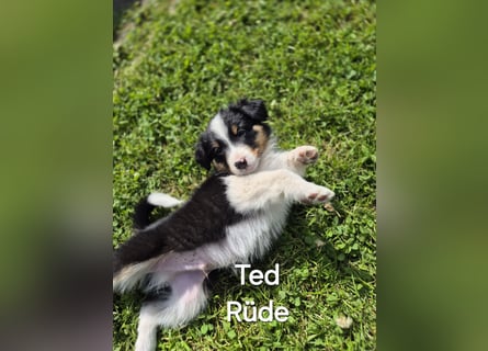 Australian Shepherd Welpen