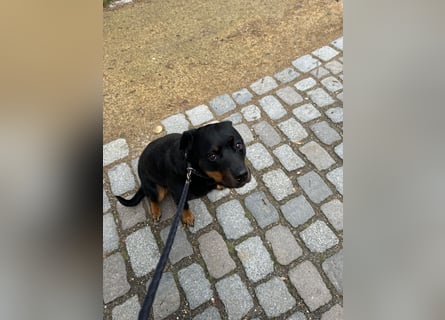 Katniss Rottweiler 8 Jahre alt
