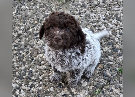 Lagotto Romagnolo Rüde mit Handicap