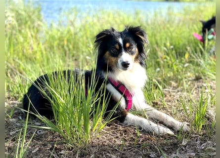 Miniature American Shepherd Welpen, Mini Aussies vom Züchter mit Papieren
