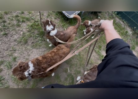 1 kleine Australian Shepherd Hündin( Welpe) braun/redtri (Minimix/Reinrassig)+ Gesundheitszeugnis