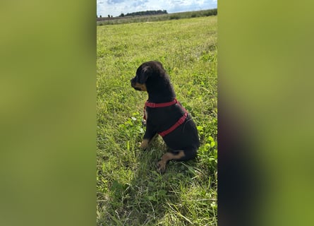 Reinrassige Rottweiler Welpen ,  Abholung bereit Sportliche leistung  Zucht
