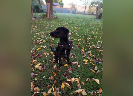 2 bildhübsche Labrador/Australian Shepherd- Harzer Fuchs Mix Mädels