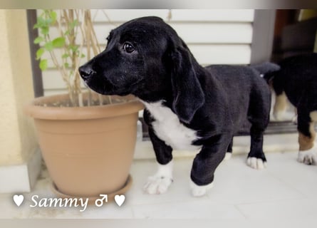 Kokonimix Tammy und Sammy suchen ein Zuhause