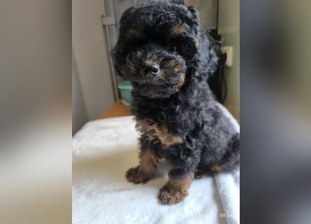 *Reinrassige*Toypudel*Toy-Pudel*sind bereit für neue Abenteuer*