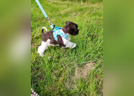 American Zwergschnauzer Braun weiß geb 05.04.2025