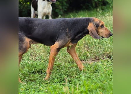 Rocco  - dringend - ein Überlebenskünstler sucht ein neues Zuhause