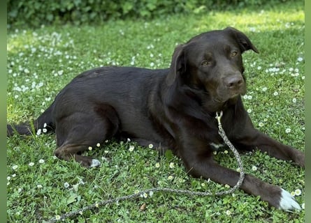 Labrador