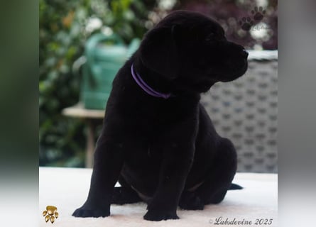 Traumhafte Labrador Welpen in Schwarz und Gelb suchen ein liebevolles Zuhause!