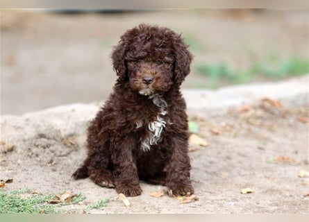 Lagotto Romagnolo