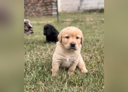 Labrador Welpen mit Ahnentafel