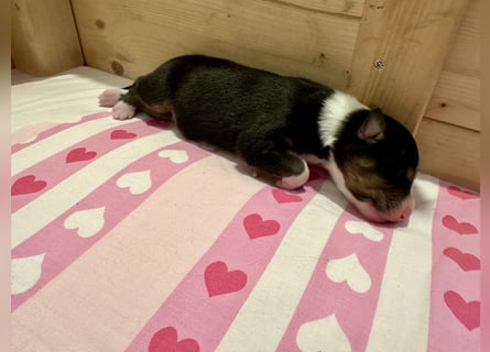 Black Tri Hündin, Australian Shepherd