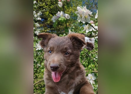 Australian Shepherd Welpen