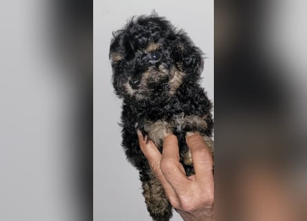 ZWERGPUDEL / TOY 2 männlich braun tan 1 schwarzes Mädchen 1 black tan Mädchen