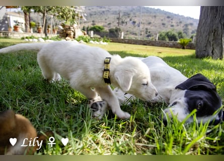 Biscuit, Casper, Pearl, Lily und Dove  suchen ihre Familie ab Oktober
