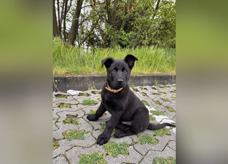 Schäferhund zum abgeben