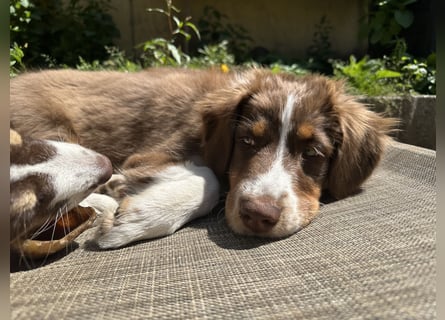 1 kleine Australian Shepherd Hündin( Welpe) braun/redtri (Minimix/Reinrassig)+ Gesundheitszeugnis