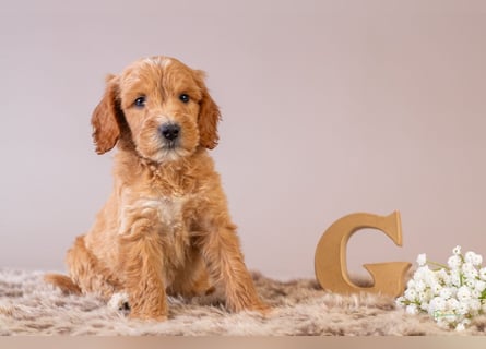 GoldenDoodle - medium mit welligem - lockigem Fell