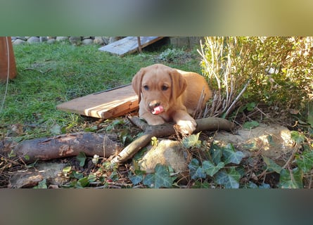 Labrador Welpen Hündinnen / Rüde in Fox- red - USA Line
