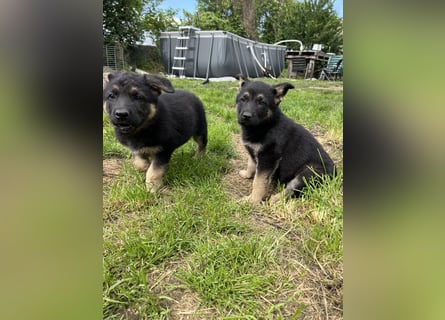 Deutscher Schäferhund Welpen