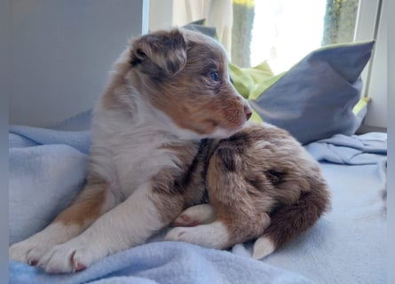 Hübsche Aussie Welpen