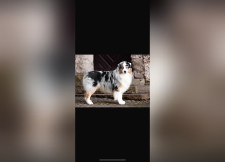 Traumhafte Australian Shepherd Welpen