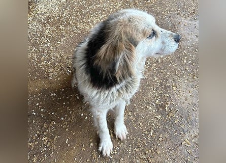 liebebedürftige FOLTI - 10 Jahre, 45cm/15kg - Mischling