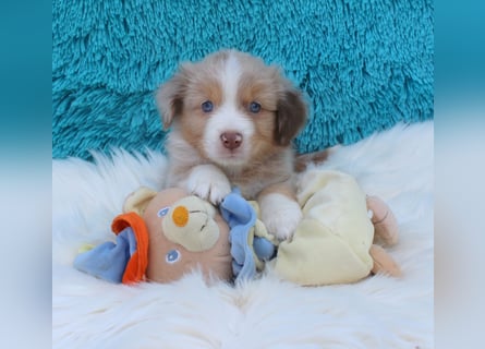 Super schöne Miniature Australian Shepherd Schmusebärchen aus liebevoller Hausaufzucht .