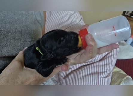 Schwarzer Flat Coated Retriever Rüdenwelpe