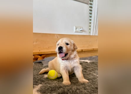 Golden Retriever Welpen