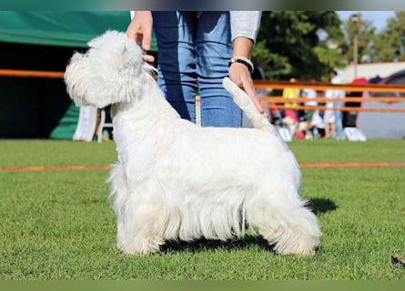 West Highland White Terrier FCI Junge Welpen