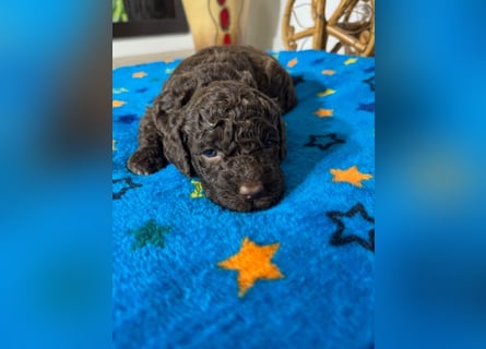 Lagotto Romagnolo Puppy FCI