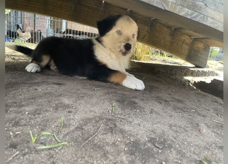 Australian Shepherd x Border Collie Welpen