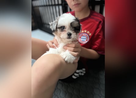 Maltipoo - Welpen - Rüden und Hündin