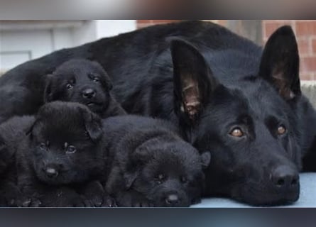 Welpen, Schäferhundwelpen vom Verein für deutsche Schäferhunde mit Papiere