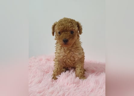 Toy Pudel Hündin in Apricot
