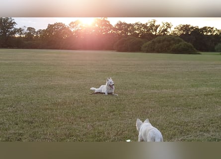 Welpen Weiße Schweizer Schäferhunde