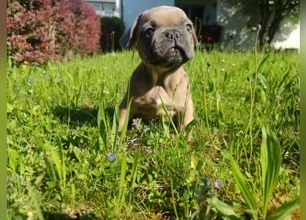 Reinsrassige französische Bulldogge Babys