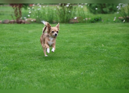 Supersüßes Mini Chihuahua Mädchen