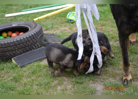 Dunkelgraue Schäferhunde aus Kör-u.Leistungzucht