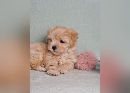 Maltipoo welpe rüde