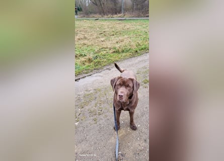 Wunderschöne Labradorwelpen in liebevolle Hände abzugeben. 
