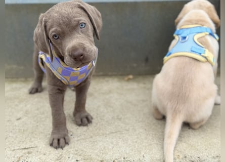 Labrador Welpen reinrassig Rüde Silber NRW Düsseldorf Köln Kleinanzeige