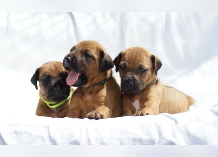 wunderschöne Rhodesian Ridgeback Welpen ! ! ! absolut vitale und einwandfreie kleine Engel